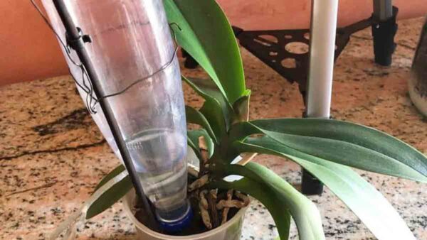 Prendetevi cura della vostra orchidea anche se siete in vacanza, seguendo questi semplici consigli