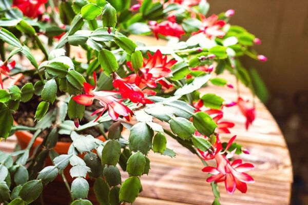 Prenditi cura del tuo cactus di Natale. Presto sarà ricoperto di fiori colorati