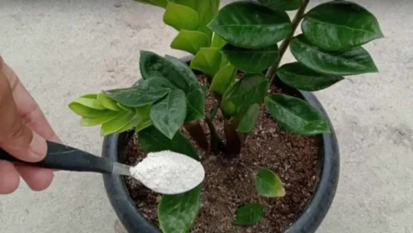 Preparatene 1 cucchiaio e qualsiasi fiore che avete in giardino potrebbe prendere vita.