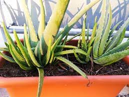 Presta attenzione alla tua ALOE VERA: Questo la farà crescere rapidamente e generare molte nuove germoglia!
