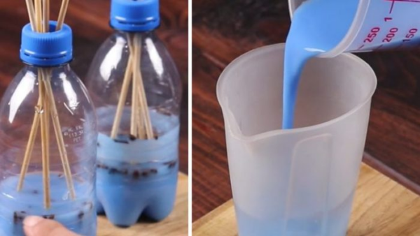 Profuma i tuoi interni e ti libera da mosche e zanzare: ti basta davvero poco!