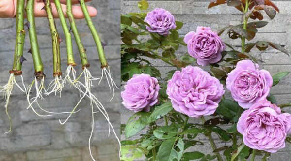 Propagare le rose a casa: Come coltivare le rose da talee.