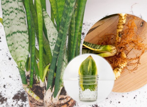 Propagazione della Sansevieria. Produciamo talee dalla foglia e dal rizoma della pianta del serpente