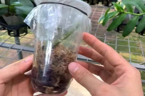 Provate questo meraviglioso trucco utilizzando una bottiglia di plastica per moltiplicare le orchidee in fiore!