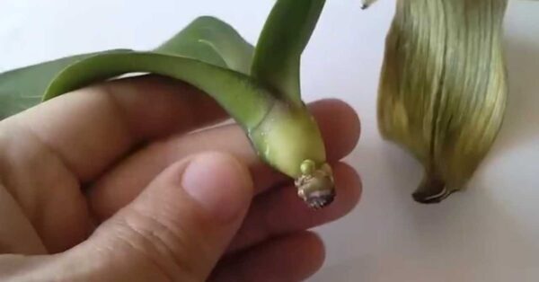 Puoi anche riprodurre un’orchidea dalle sue foglie. Tutto quello che devi fare è questo.