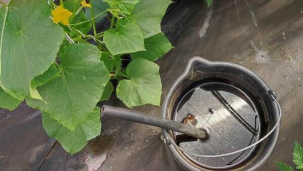 QUESTO COMPOSTO MANTIENE IN VITA PER ANNI POMODORI, PEPERONI, MELANZANE E CIPOLLE