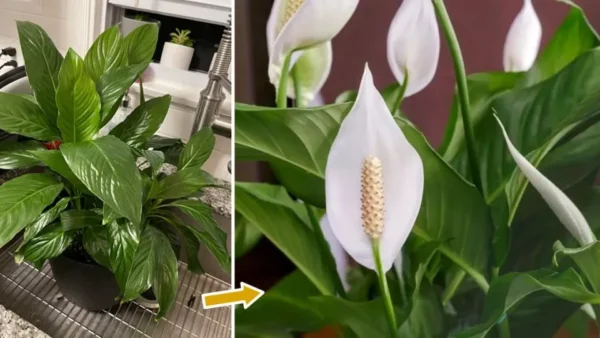 Qué hacer para que el spathiphyllum florezca durante todo el año