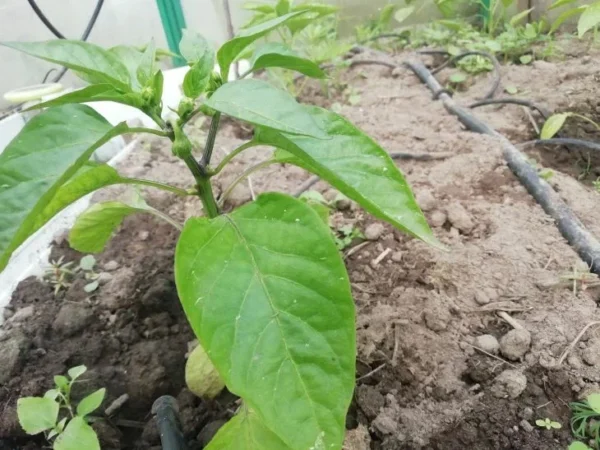 Quale terreno è migliore per le piantine di pepe: i residenti estivi esperti conoscono la risposta