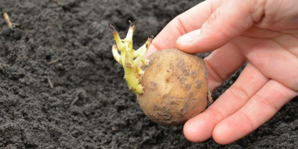 Quando piantare le patate nel tuo giardino