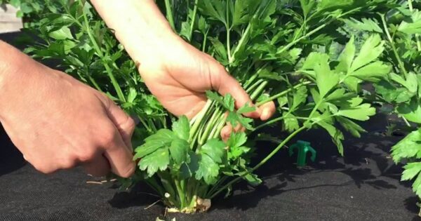 Quando raccogliere il prezzemolo e come conservarlo correttamente