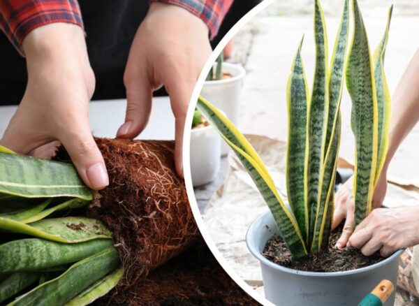 Quando rinvasare la Sansevieria? 5 segnali che indicano che è tempo di un nuovo terreno e un vaso