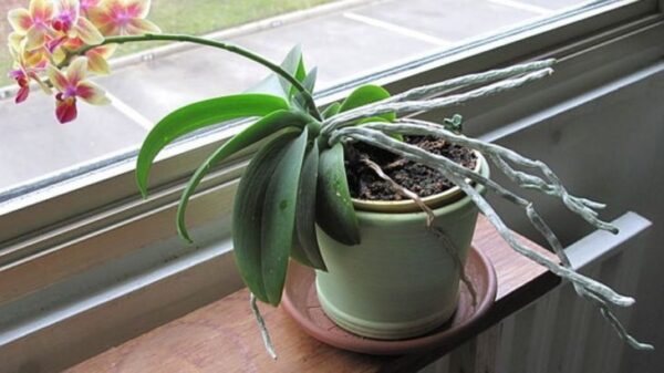 Quando un’orchidea ha radici che escono dal vaso: La colpa è della bassa umidità e della scarsa illuminazione