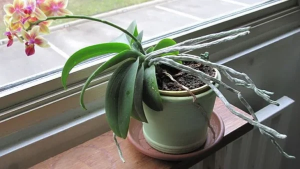 Quando un’orchidea ha radici che escono dal vaso: La colpa è della bassa umidità e della scarsa illuminazione