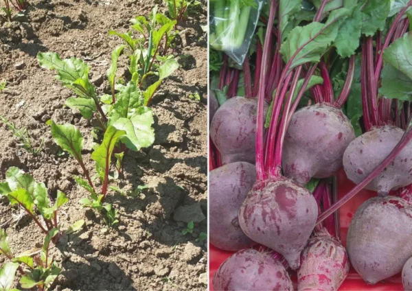 Quest’anno piantate la barbabietola accanto a queste colture: non sarete in ritardo con il raccolto!