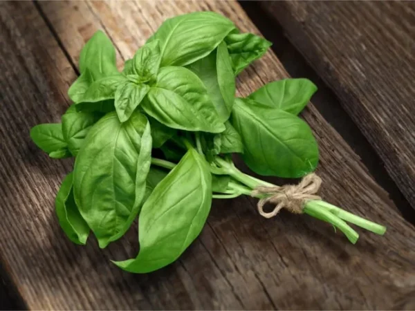 Questa antica pianta è sufficiente a tenere lontani gli insetti in cucina.