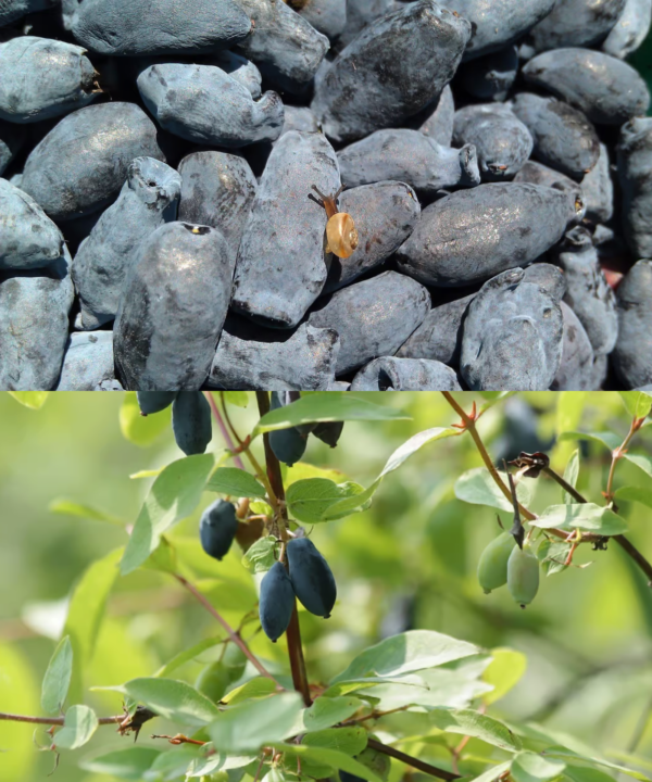 Questa bacca è più buona del mirtillo e ce l’abbiamo sotto il naso, ma non tutti la conoscono: La stagione è appena iniziata!