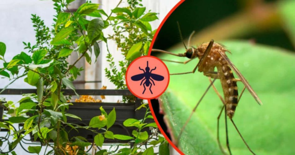 Questa erba aromatica tiene lontane le zanzare per tutta l’estate