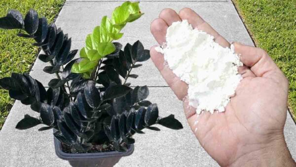 Questa è la soluzione più potente per eliminare afidi e formiche!