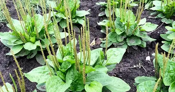 Questa pianta può salvarvi la vita