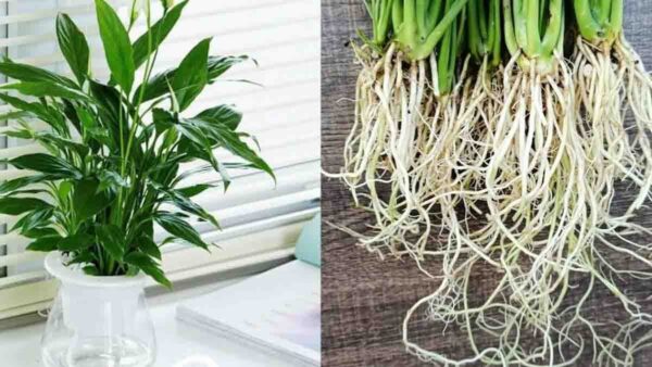Questa pianta purifica l’aria! Coltivatela in acqua con zero cure!