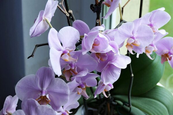 Questi 4 acidi riporteranno in vita le vostre orchidee – AIUTERANNO ANCHE VOI