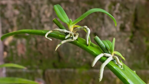 Questo è ciò che consiglio a tutti coloro che hanno un’orchidea in casa: un trucco speciale con cui uno stelo dormiente farà immediatamente spuntare nuovi boccioli!