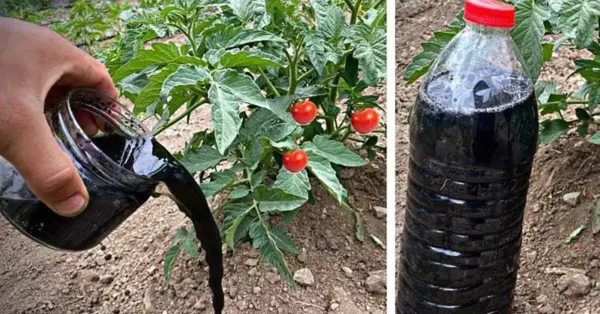 Questo fertilizzante naturale per piante farà invidia a tutti i vostri vicini di casa