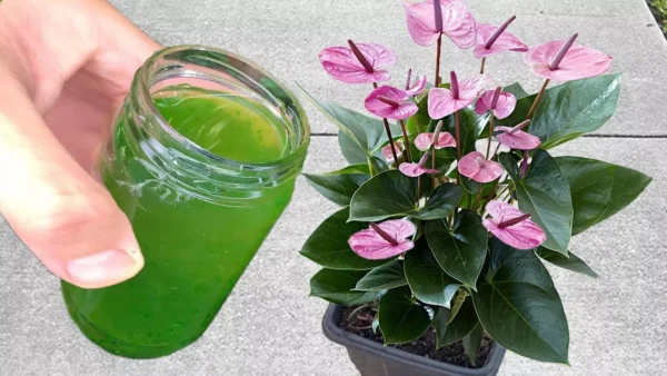 Questo fertilizzante naturale sarà come acqua viva per le tue piante da interno: avranno delle bellissime foglie verdi e quelle in fiore metteranno finalmente i boccioli!