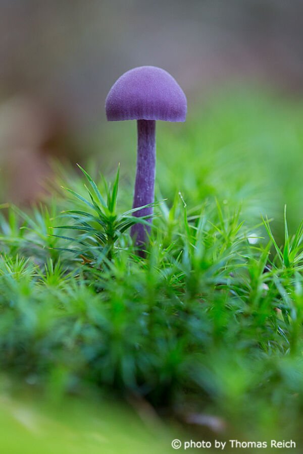 Questo fungo incute timore con il suo colore neon, ma è commestibile: Se lo vedete, dovete RIPORTARLO immediatamente!