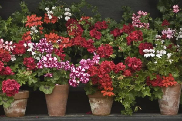 Questo è il fertilizzante più potente per una fioritura spettacolare dei tuoi gerani!