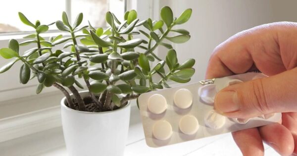 Questo ingrediente è il segreto per far crescere le piante e non costa nulla.