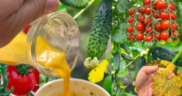 Questo integratore biologico farà crescere una valanga di cetrioli e pomodori.