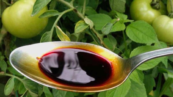 Questo integratore è essenziale per tutte le piante: raddoppia il raccolto di pomodori, zucchine e cetrioli!