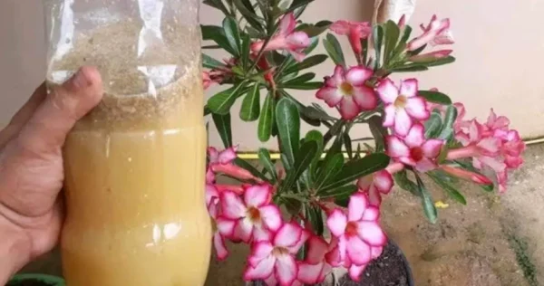 Questo liquido farà fiorire la vostra pianta in modo sorprendente – 30 centesimi sono sufficienti