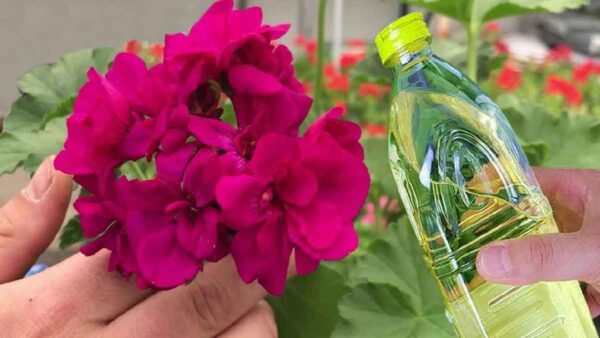 Questo rimedio naturale garantisce gerani forti, rigogliosi e colorati per gli anni a venire!