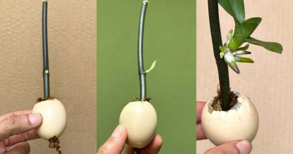 Questo trucco fa crescere rapidamente rami e piantine: non smetteranno di fiorire