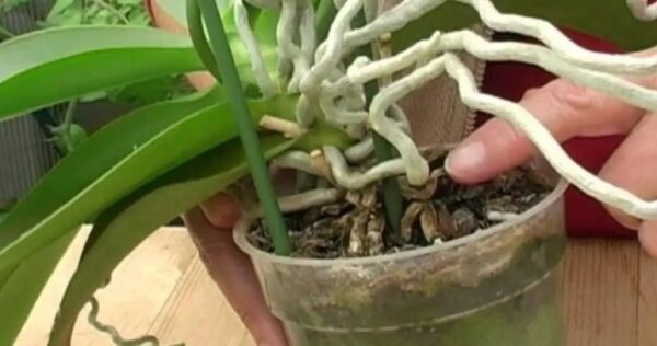 Qui potete imparare come ripristinare e far rivivere un’orchidea secca o addirittura appassita.