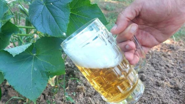 RIPORTA IN VITA LE PIANTE MORTE, NON BUTTARLE: NE BASTA POCO PER FARLE RINASCERE