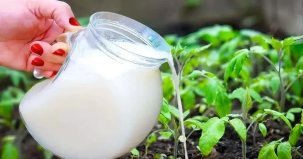 Raddoppiate il raccolto di frutta e verdura con questo ingrediente da frigorifero