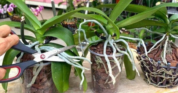 Radici molto forti e fiori molto belli se si taglia l’orchidea in questo modo: pochi lo fanno
