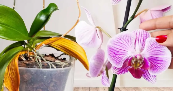 Ravviva un’orchidea sbiadita grazie al trucco dei fioristi: fiorirà di nuovo