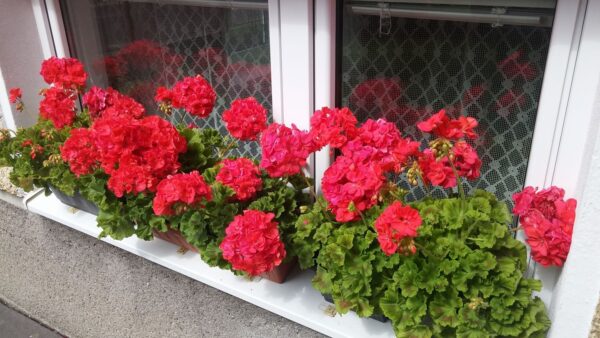 Ricordi questa PIANTELLA sul davanzale della nonna? Quasi nessuno sa che il suo valore non può nemmeno essere quantificato!