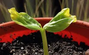 Ridurre l’irrigazione delle piante e i punti asciutti, creare terreno in crescita