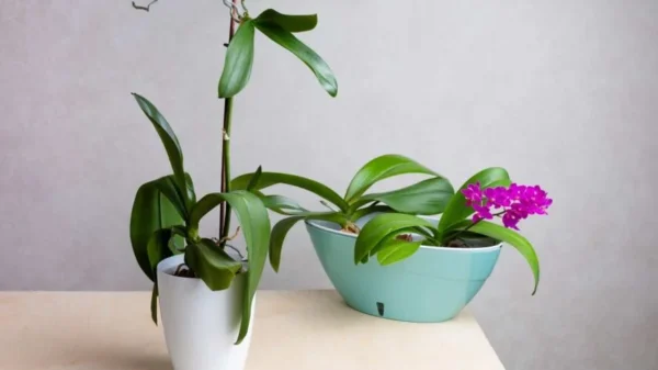 Rivitalizza la tua Orchidea con il Potere del Perossido di Idrogeno: Consigli degli Esperti per una Fioritura Rigogliosa