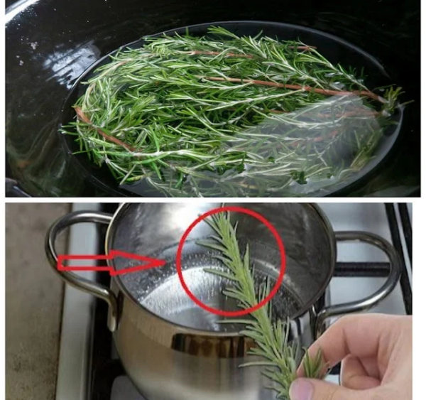 Rosmarino: un rimedio casalingo indispensabile con poteri segreti