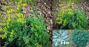 Ruta: L’erba enigmatica svelata – Svelati i suoi segreti e i suoi sorprendenti benefici