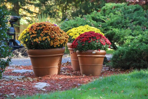 SAPEVI cosa fare con i crisantemi a novembre? Chiunque legga questo articolo non li getterà mai più nella spazzatura!