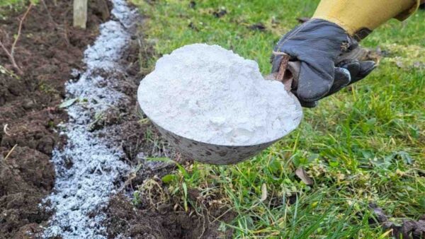 SE AGGIUNGI QUESTA POLVERE AL TERRENO LA RESA DELLA VERDURA È 10 VOLTE MEGLIO