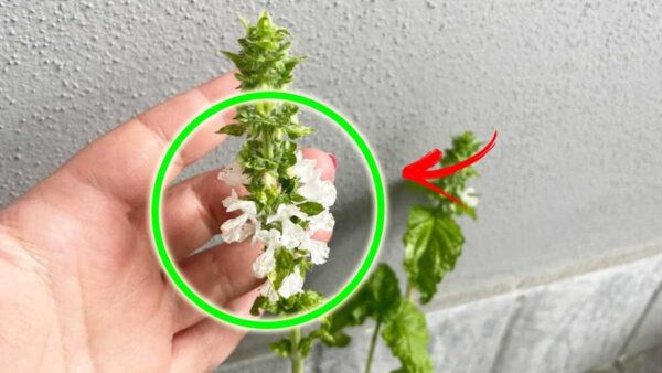 SE IL BASILICO HA DEI FIORI SULLE PUNTE, NON BUTTATELI VIA, MA POTETE UTILIZZARLI PER QUESTE 4 COSE IN CASA