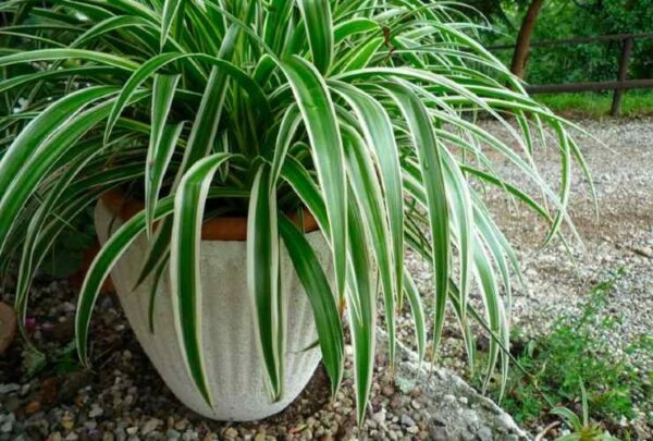 SE POSSIEDI QUESTA PIANTA SEI FORTUNATO: ECCO PERCHÉ VALE ORO COLATO IN CASA